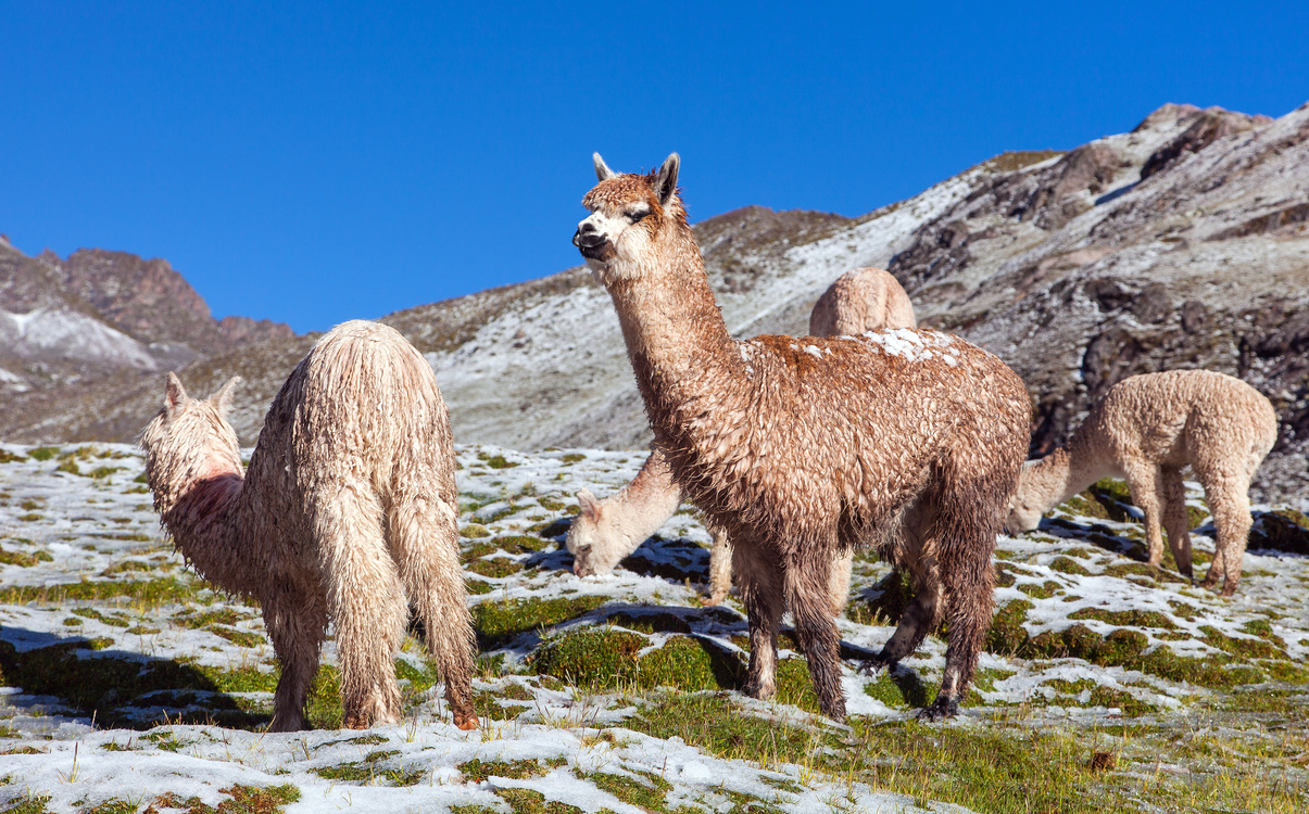 llama or lama, group of lamas on pastureland